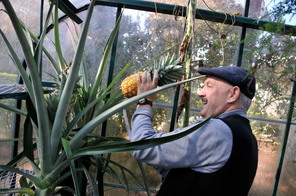 Pineapple harvested by Biology Club