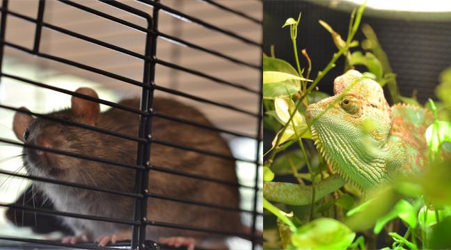English teacher Alexandra Rosenboom keeps rats Tyrone and Clarissa as classroom pets. In addition to chameleons, geckos, and tarantulas, animals on campus provide unique elements to the classroom. 