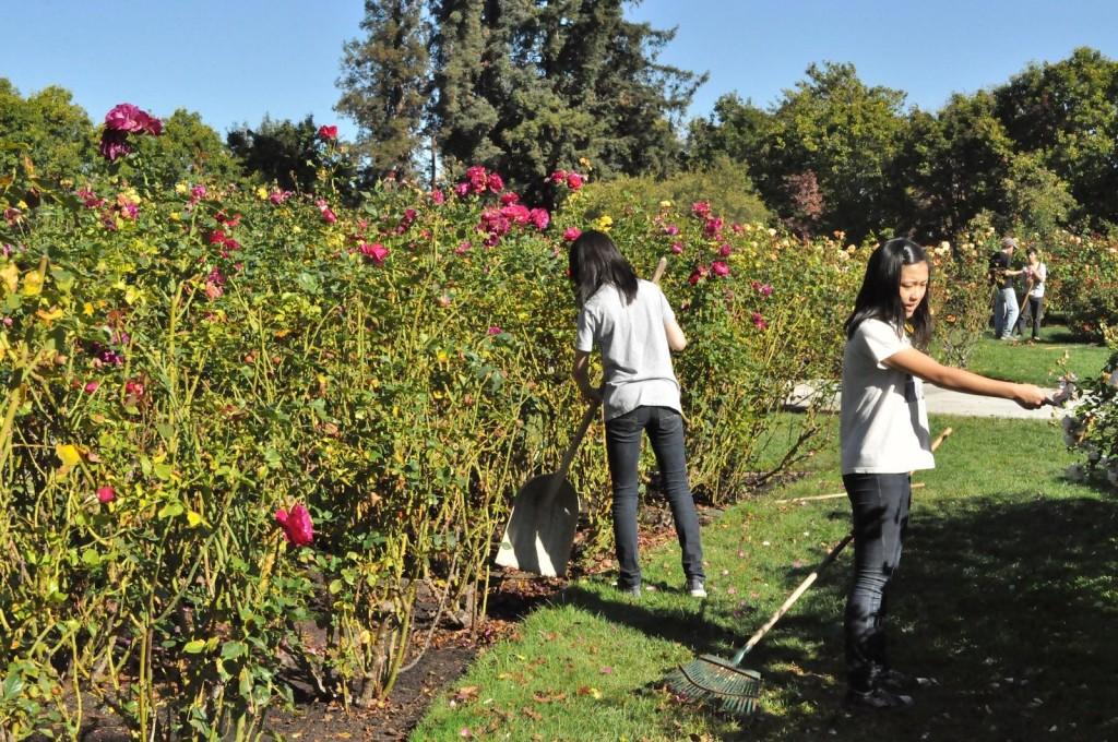 Freshmen Kaylan Huang and Karen Qi use shovels and rakes to assist in cleaning up the Rose Garden. Freshman advisories traveled to different locations to volunteer on Wednesday, October 17.