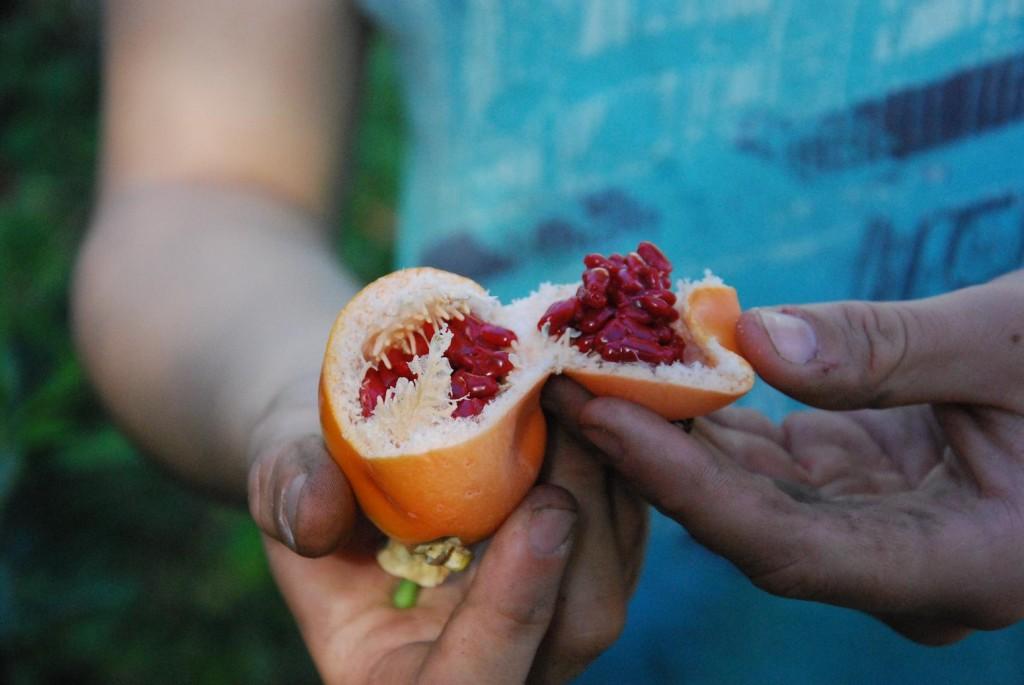 A peeled passion fruit plucked from just outside the greenhouse. Its insides are filled with seeds.