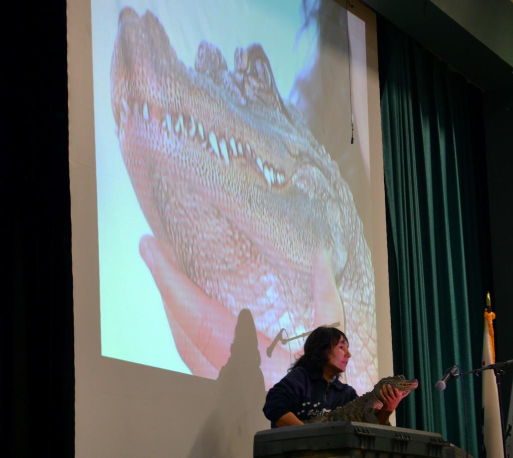 WildLIFE+Associates+representative+Michelle+Durant+holds+Tally%2C+the+alligator%2C+while+explaining+the+history+of+American+alligators.+A+projector+displayed+the+creatures+on+a+larger+screen+so+that+the+students+could+get+a+better+view.