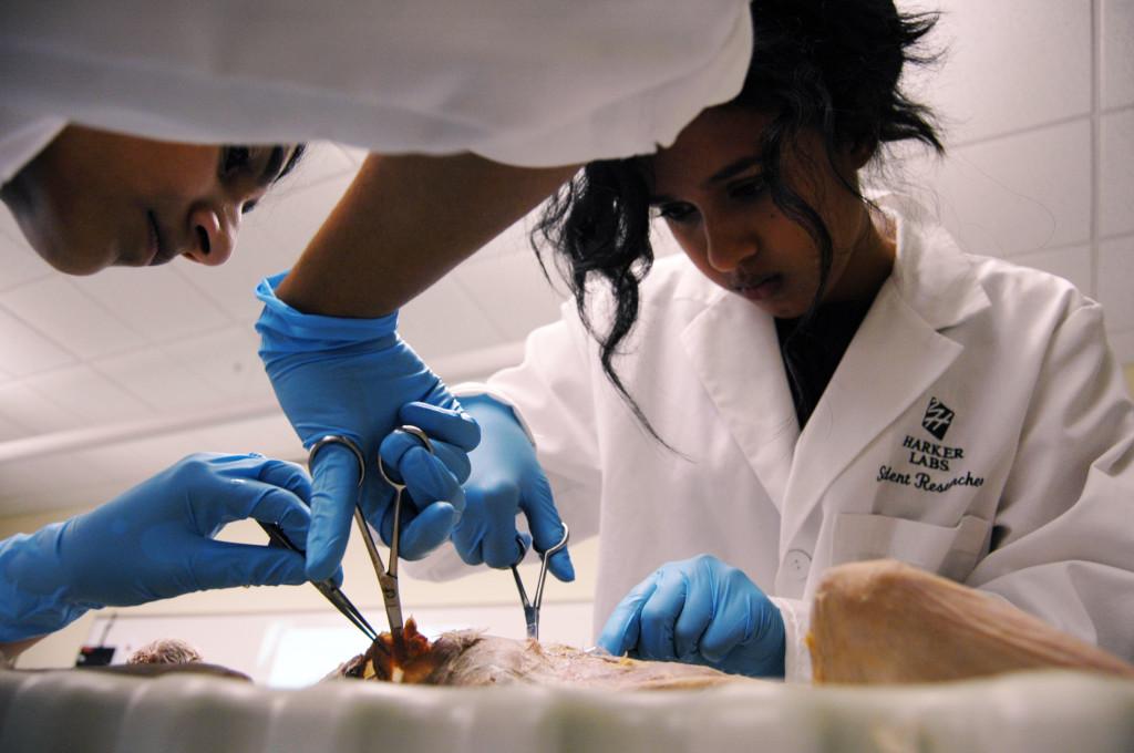 Seniors Pooja Shah and Suchita Nety commence with the dissection of their cat in Human Anatomy and Physiology.  A month-long process, students went layer by layer as they explored the anatomy of the specimen.