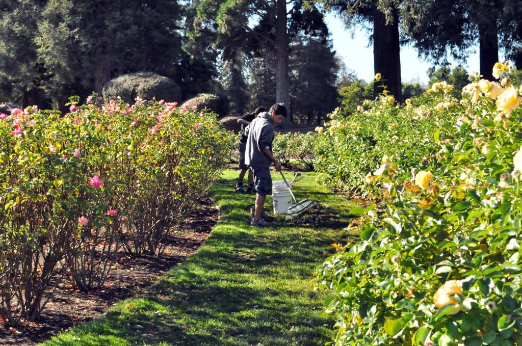Freshman Oisin Coveney rakes fallen petals and leaves into a bucket at the Rose Garden during freshman service day. To fulfill hours required beyond those completed on service day, consider the five organizations listed below.