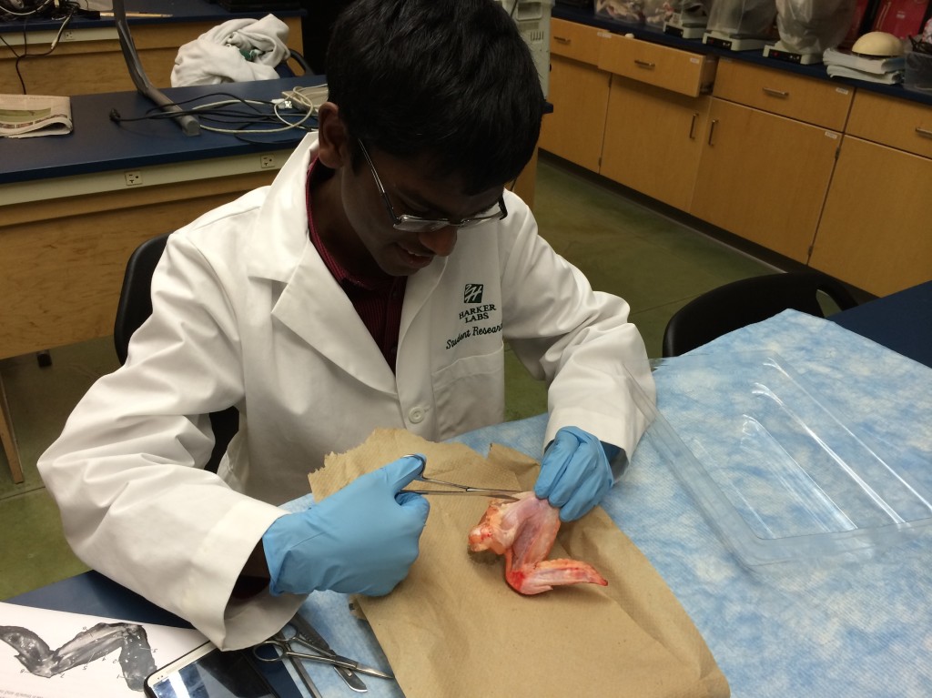 Vikram Sundar (12) cuts off the skin from his chicken wing in HAPy class. The dissection was an interactive demonstration of the tissues involved in movement.