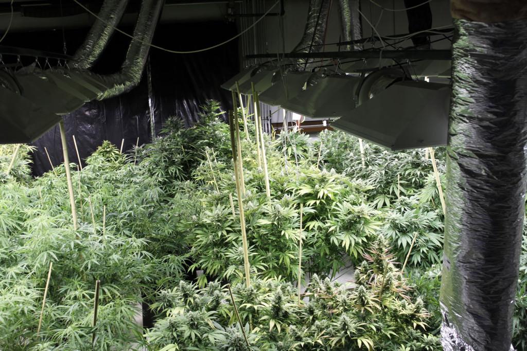 These marijuana plants are being grown for consumption. The marijuana debate has been hotly contested in California