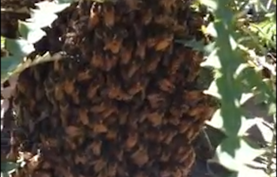 Bees swarm after school