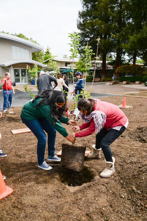SEEDS OF LOVE: Seniors Apurva Gorti and Dora Tzeng plant one of the orchards new saplings together. The contruction for the Class of 2014s senior gift, an orchrd in memory of former English teacher Jason Berry, began during the week of April 21. 