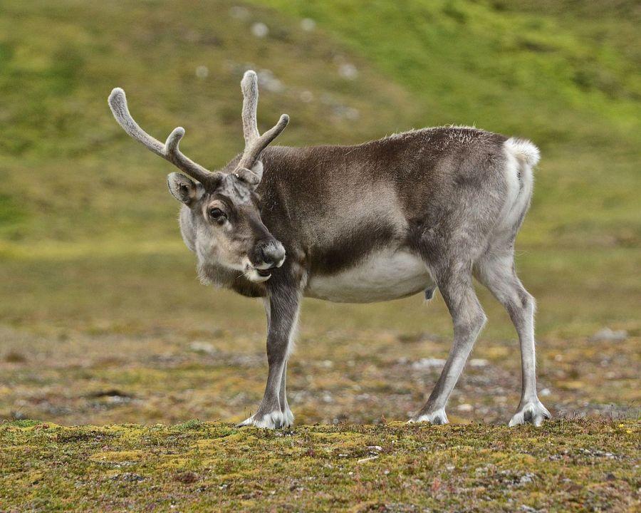 A reindeer peacefully grazes on grass on the Arctic tundra last summer. Students will be studying the effects of climate change on the wildlife in the Arctic this summer.