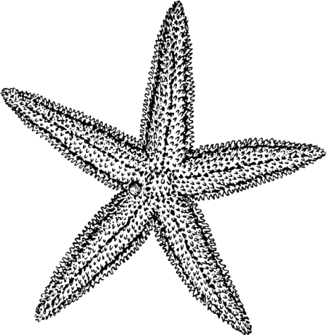 sea-star