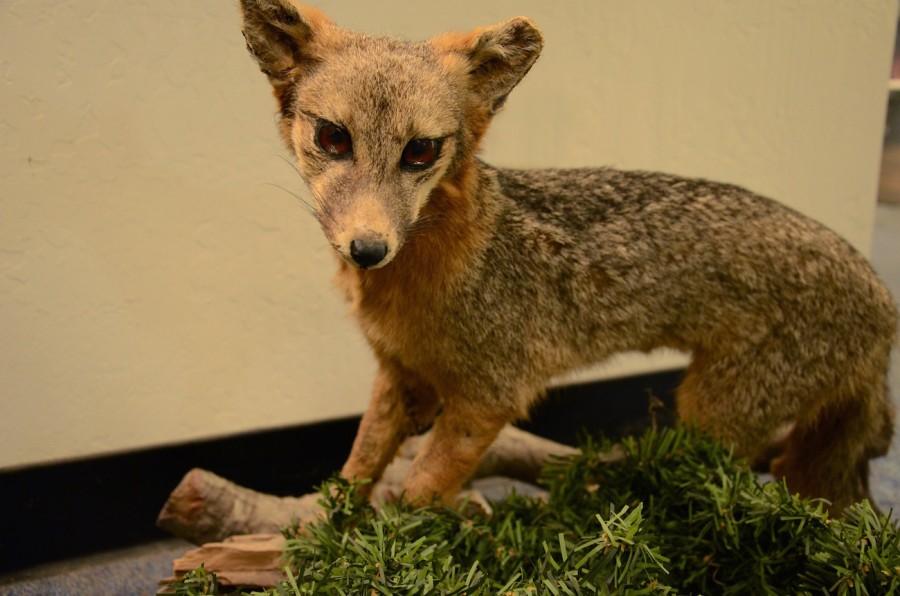 A statue of a Catalina Island fox. This fox is endangered and found only at Catalina Island.