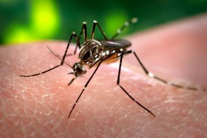 Spread by mosquitoes, the  Zika virus can cause severe fever, rash, joint pain and conjunctivitis. With the virus outbreak reaching epidemic levels in February, understanding Oxitec, a gene-based pesticide which has the potential to eradicate mosquitoes completely, is more important than ever.