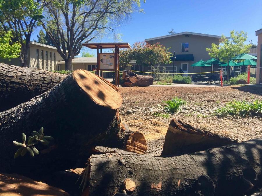 A 40 year old oak tree in the Quad was cut down during spring break after being deemed in a state of distress for the past decade. There are currently no known plans for the freshly cleared land.