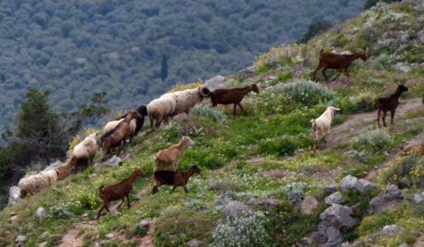 Students who participated in the trip had the opportunity of observing a goat migration in Dephi. 2016 marked the first year the trip was open to students. 