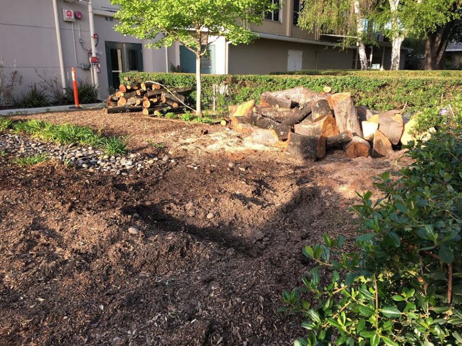 The oak tree behind the library was cut down because of root fungus. The newly cleared land near the Quad where the 40-year-old oak tree used to stand will be transformed into a seating area.