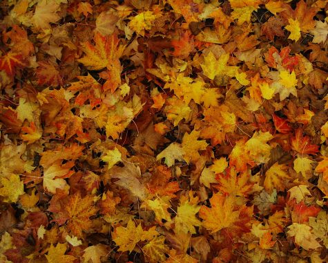 Fall Equinox brings transitions in nature and fashion