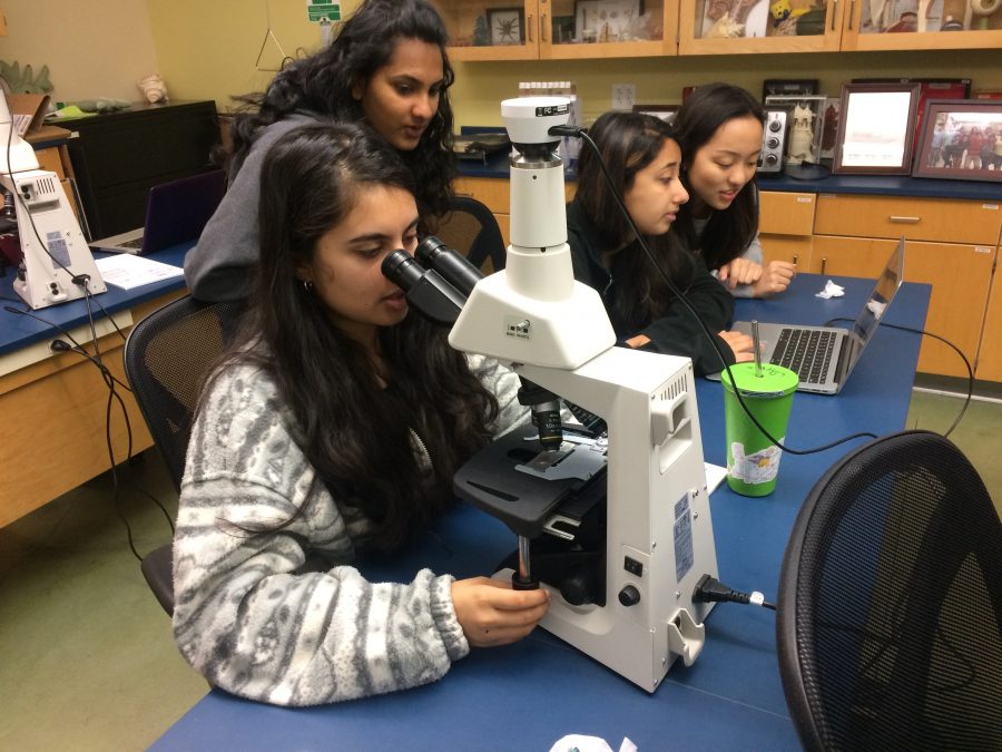 Seniors Shreya Neogi, Priyanka Chilukuri and Ria Gandhi use a microscope to observe different types of tissue samples during Honors Human Anatomy & Physiology. Honor Human Anatomy & Physiology is among many of the STEM electives offered at the Upper School
