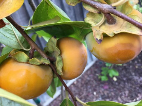 persimmons