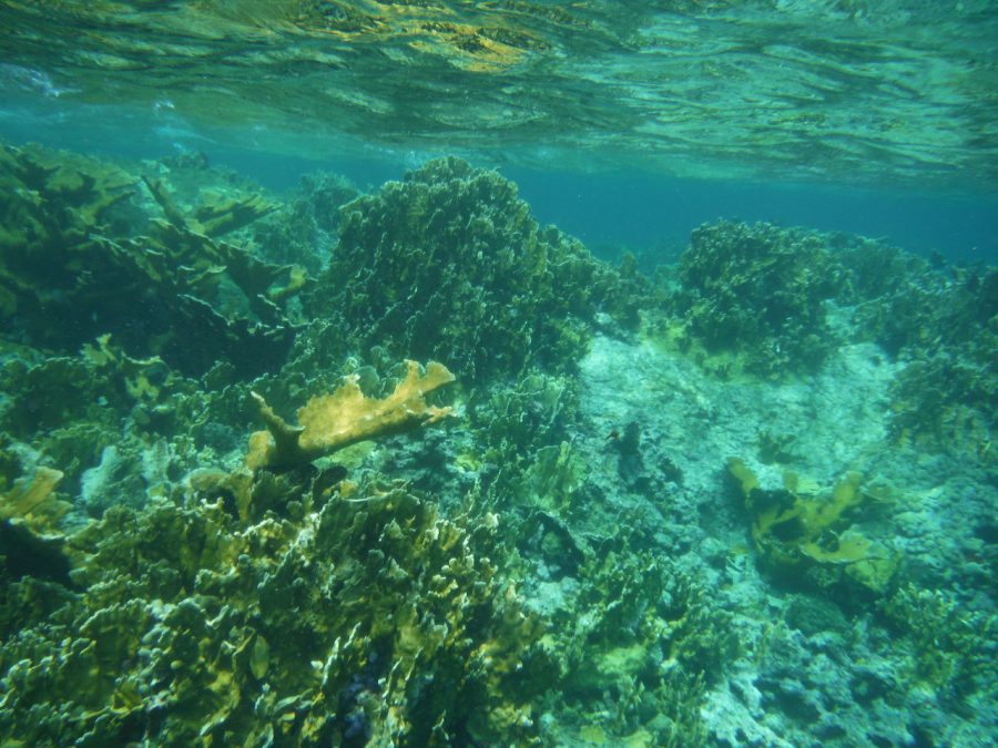 Coral in the British Virgin Islands. Widespread coral bleaching events have been occuring in places such as the coast of Hawaii and the Great Barrier Reef in Australia.