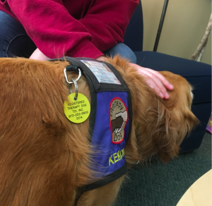 Lou Sanche (10) pets therapy dog Keko in the counseling office during todays morning extra help session. Students can visit the therapy dogs tomorrow and Wednesday during lunch in the counseling office.