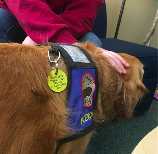 Lou Sanche (10) pets therapy dog Keko in the counseling office during today's morning extra help session. Students can visit the therapy dogs tomorrow and Wednesday during lunch in the counseling office.