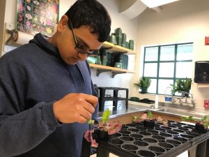 Arindam Ghosh (12) conducts daily lab work at his laboratory. Students at SIP were assigned to individual and group projects. 
