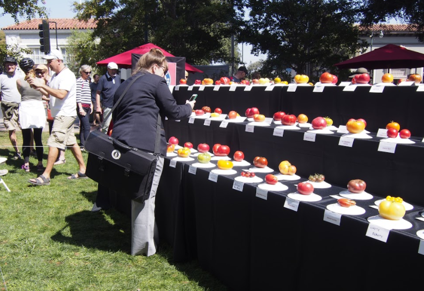 The Guinness World Records Adjudicator inspects the tomatoes during the festival. The festival took place on Sept. 17,  in Los Gatos. 