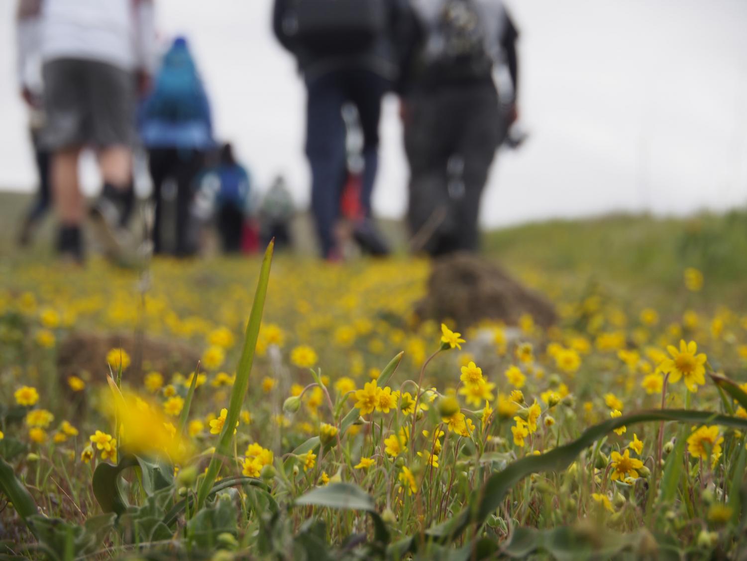 Yellow goldfields bloom on the trail as the group continues hiking. This species is also known as Lasthenia californica, but much of the Lasthenia genus itself is native to California and is important to the ecosystems of coastal regions.