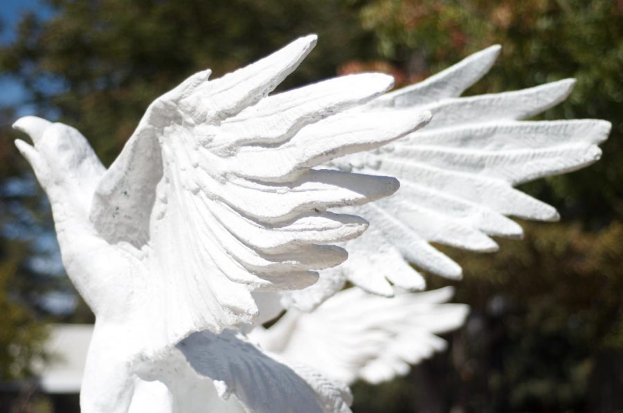 A white, unpainted eagle is one of four standing outside Manzanita Hall this week. Before painting their eagles to correspond with their spirit themes for the homecoming rally, each class needed to remove the paint from previous years.