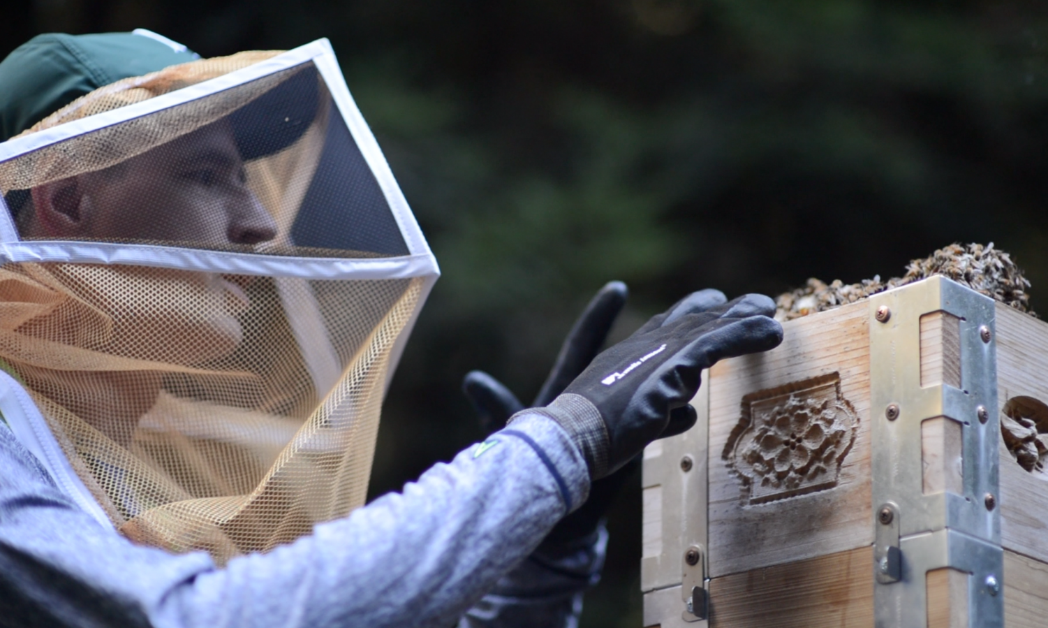 Biology teacher Dr. Thomass Artiss tends to a beehive.
