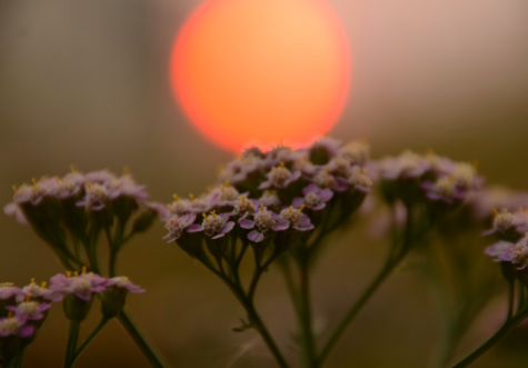 The sun shines a bright orange-red color due to the smoke. The Camp Fire in Butte County started in November, causing air quality issues through northern California. 