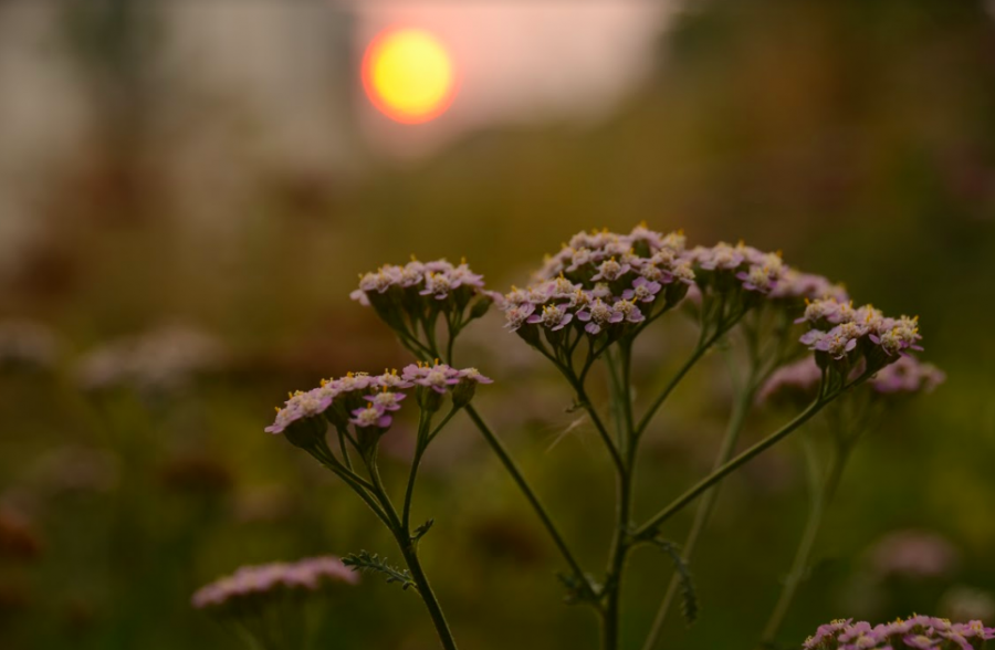 The sun shines a bright orange-red color due to the smoke. The Camp Fire in Butte County started last week, causing air quality issues through northern California. 