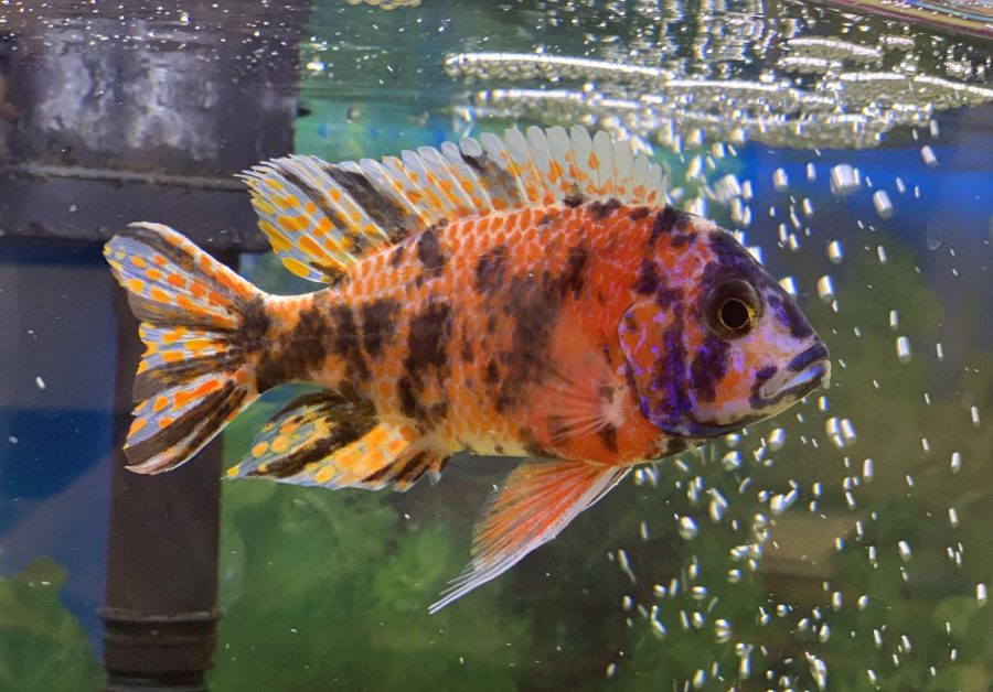 An African Cichlid with blue and salmon spots swims to the surface to eat the fish food. Upper School Division Head Butch Keller chose to raise African Cichlids because of their natural color and beauty.