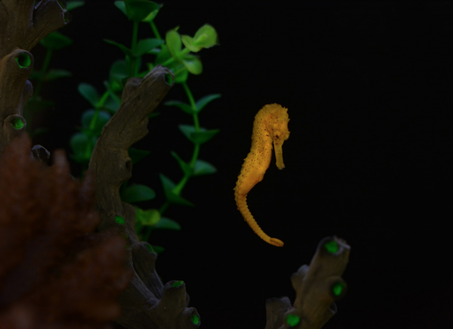 A yellow kuda seahorse swims vertically. Their ability to swim is not as developed as other fish, so seahorses rely on camouflage as a defense technique.