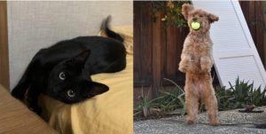 Erica Cai’s (12) cat Taro romps around on her bed, while Muthu Panchanathams (12) dog Pixie stands on her hind legs and catches a tennis ball. Let the contentious battle of which is the better furry friend, cat or dog, commence!