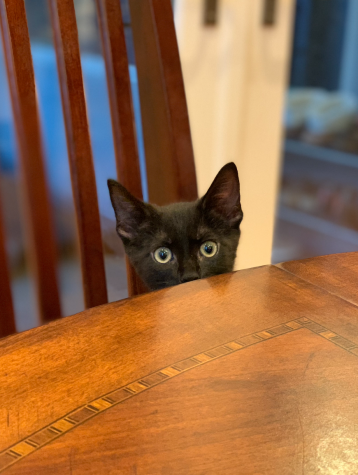 Ericas cat Taro peers curiously over the edge of the dining table. Domestic cats behavior has adapted in a way that diverges from their ancestors just to be with humans.