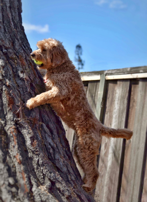 Pixie climbs a tree in Muthu’s (12) backyard. Muthu often slots a tennis ball high in the bark of the tree so that Pixie will ascend the tree to retrieve it.