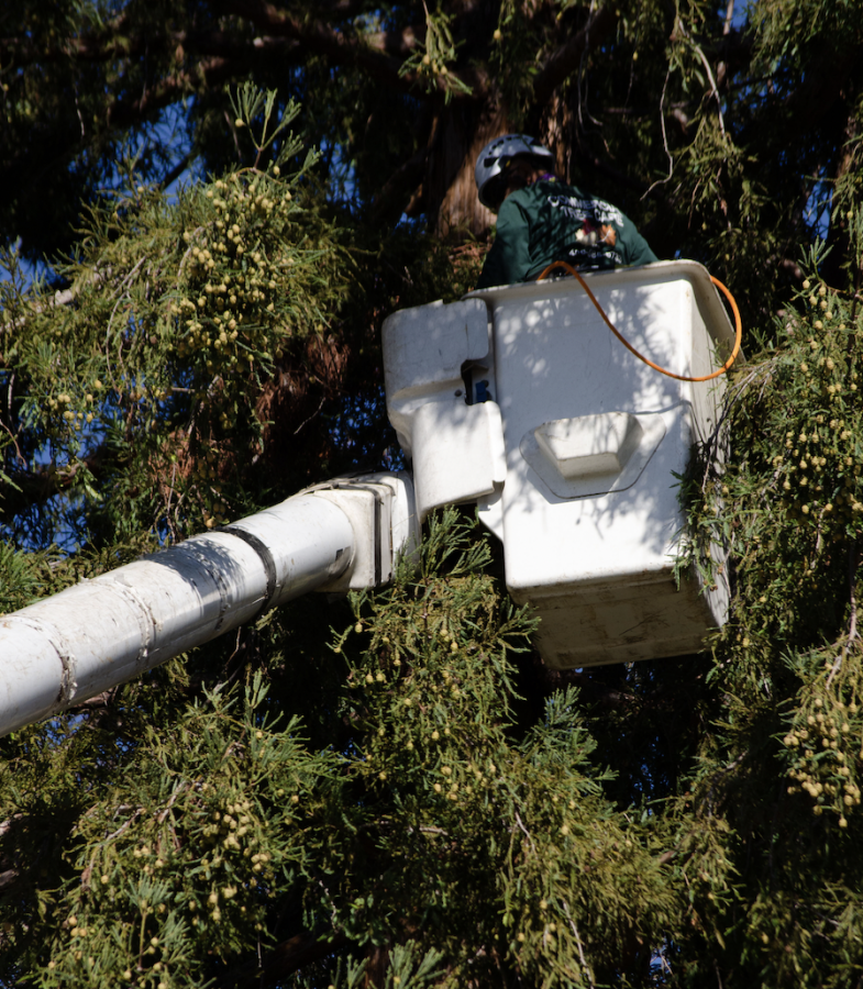 A worker from Commercial Tree Care stands in a lift extending from a truck to move up the tree outside Dobbins. The worker needed to move 45 feet up the tree in order to retrieve the wobbling branch.