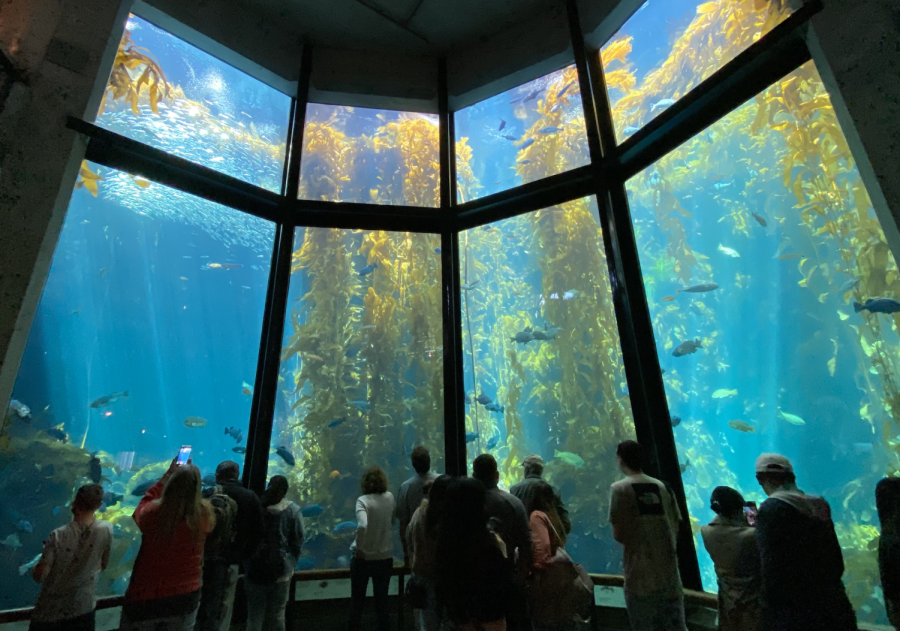 Monterey Bay Aquarium visitors watch native species, including the giant kelp, in one of the establishment's exhibitions. The aquarium protects marine species by providing information about climate change and maintaining research and surrogacy programs.