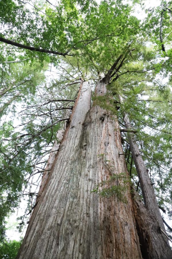 A redwood tree grows at the Bear Creek Redwoods Open Space Preserve in Los Gatos. These long-living organisms can reach heights of over 300 feet.