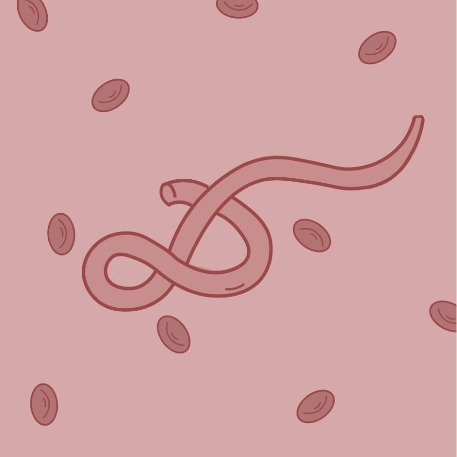 An illustration of the Ebola virus. The recent Ebola outbreak from Uganda began in mid-September. 