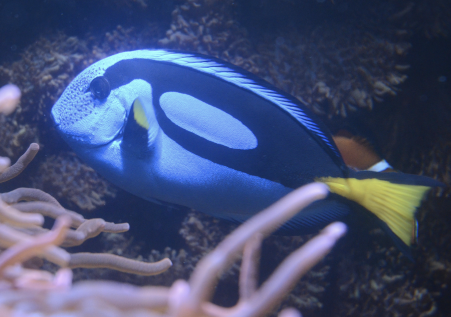A Blue Tang fish swims in the fish tank in Nichols Hall. The tank’s current fish residents also include African Blue Spotted Rabbitfish, Flame Angels, Atlantic Blue Tangs and Yellow Damsels among many other living creatures such as sea urchins and a red and green brittle starfish.