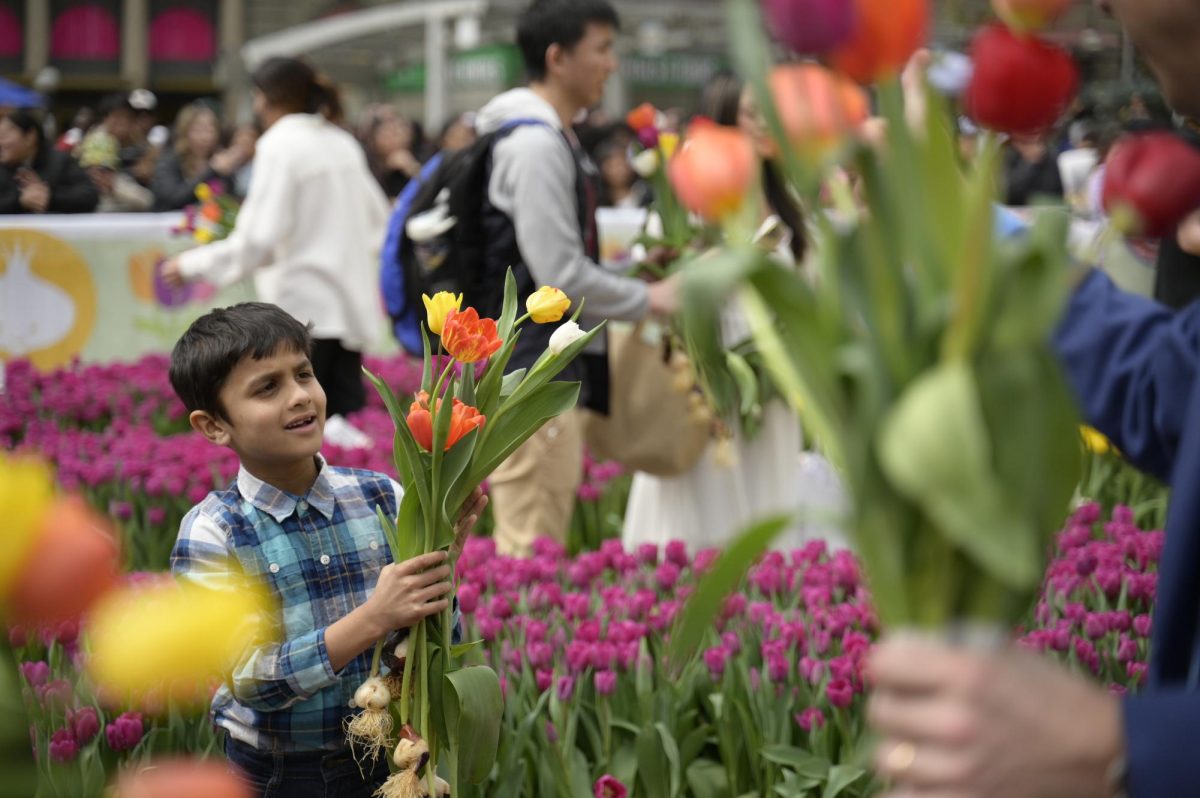 A young boy holds his tulip bouquet. People of all ages and even dogs joined in on the event. 