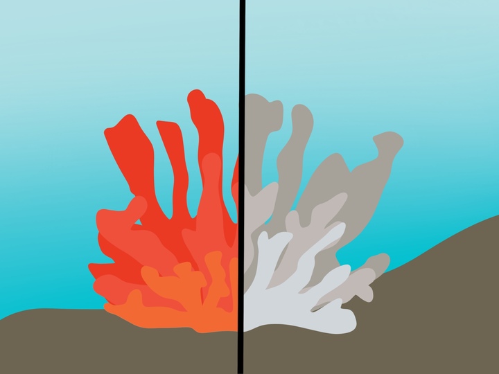 The issue of coral bleaching stems from rising sea temperatures due to global warming. Coral reefs play a vital role in underwater life, so threats to them cause major downstream effects.
