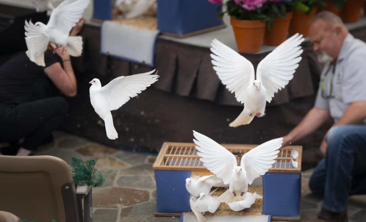 Doves rise from a cage into the sky, celebrating the graduation of Harkers seniors. Head of School Brian Yager and Assistant Head of School Jennifer Gargano released the first two doves from the podium.