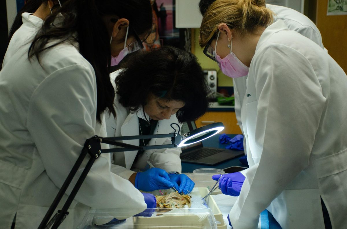 Honors Human Anatomy and Physiology teacher Anita Chetty uses a probe to guide a group in examining a specific part of the rat. Throughout the dissection, she checked in with each group to ensure they could clearly identify the structures.