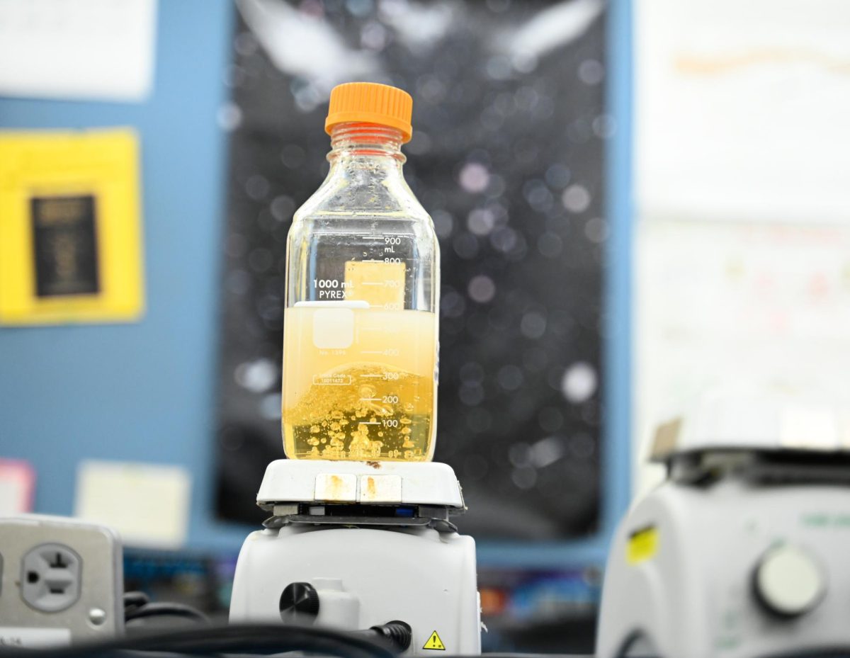 A bottle of nematode growth medium (NGM) heats on a hot plate. NGM provides nutrients like carbon soures and minerals so cultured bacteria can survive.