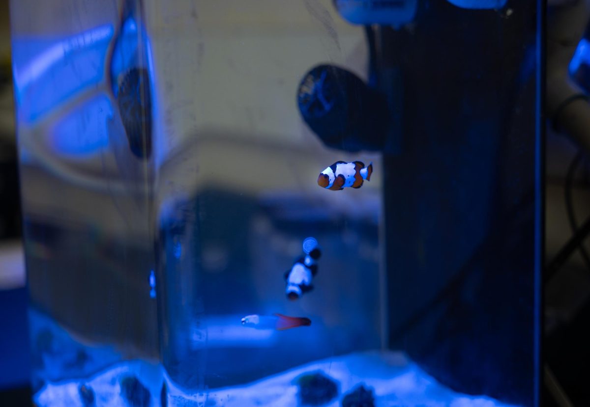 Fish swim in a coral-filled fish tank in the open lab. Senior Oskar Baumgarte's project studies the RNA transcriptome in different colored coral.