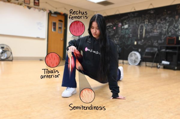 Harker Dance Company co-captain Serena Lau (11) stretches her muscles out in a lunge position. "Stretching and getting the muscles loosened up is really important for your full body range," Serena said. (Illustration by Eva Cheng, Photo by Tiffany Zhu)