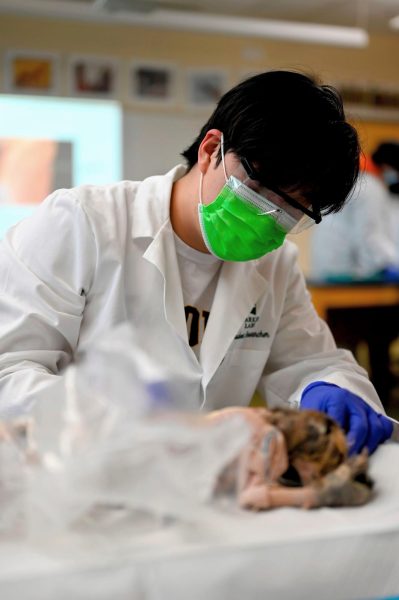 Jason Li (12) uses a scalpel to cut open the acromiotrapezius to examine the scapula. Students wore lab coats, masks, and gloves during the dissection to keep clean.