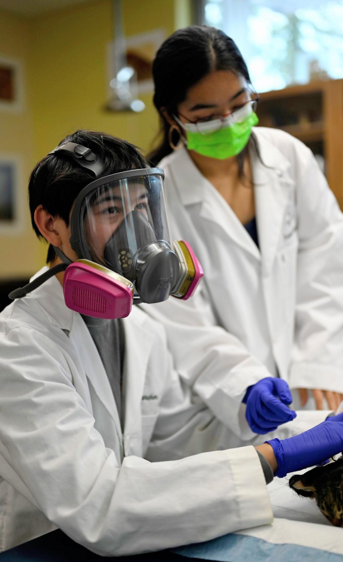 Ian Gerstner (12) wears a gas mask during the cat dissection. The chemicals used to preserve the cats, typically formaldehyde, come with a characteristic odor.